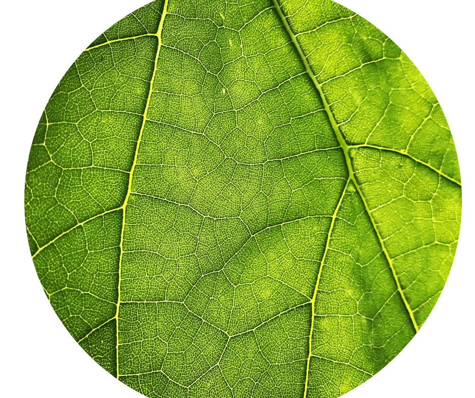 Green leaf close exposure